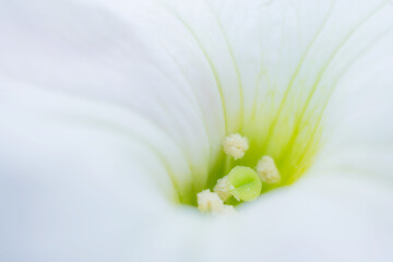 White flower, macro photo. Abstract flower image. The concept of spring, summer, flowering, holiday.