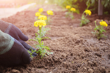 A ridge of freshly planted yellow marigold seedlings. Hands in garden gloves. The concept of...