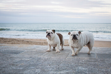 Image of adorable two bulldogs at empty beach, Brazil.