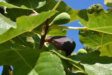 Fresh figs on the tree, one green one purple. Ready for harvest