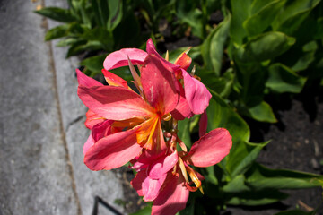 Blooming Canna Lilly