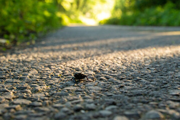 Small beetle crossing countryside road, Slovakia.