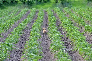 Fototapeta na wymiar cute stray puppy between rows of potatoes field