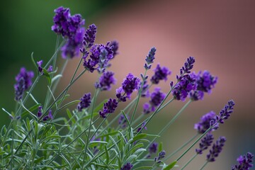 Lavandula angustifolia - Beautiful purple plant in full bloom.True Lavender exudes an aromatic...