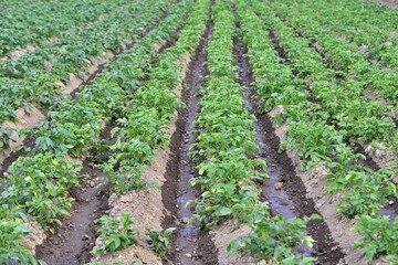 watering field . Rows of potatoes in field