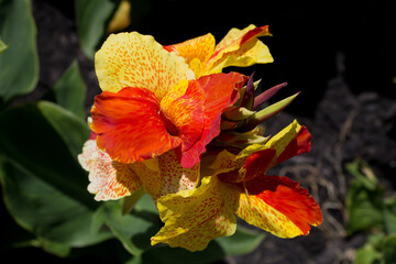 Red and Yellow Canna Lilly