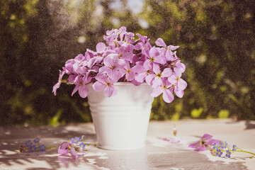 Purple phlox in white decorative bucket on wooden surface against background of greenery. Spectacular splashes of water are floating in the air. Bright sunny day. Cute summer image 