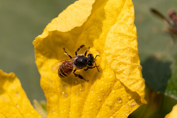 Honey Bee Sitting on a Yellow Flower with Selective Focus, Perfect for Wallpaper
