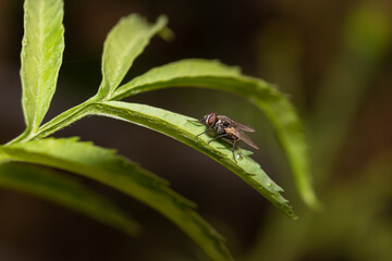 Closeup of Brachycera Fly Sitiing on a Leaf