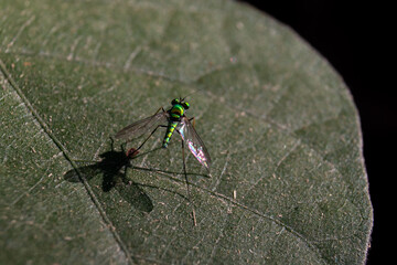 Macro of Condylostylus Insect Sitting on a Leaf with Copy Space