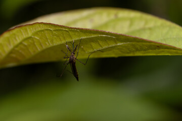 Macro of Culex Quinquefasciatus Mosquito or Southern House Mosquito Holding a Leaf with Copy Space for Texts Writing