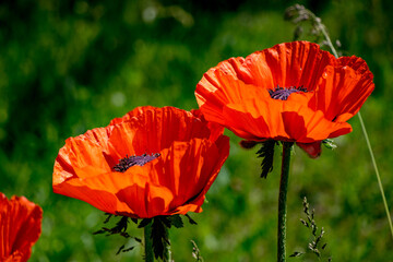 Red poppies on a natural dark green background. Lush poppy buds. Selective focus. Blooming poppies in the garden.  Copy space. Vintage flower photography. Greeting card.
