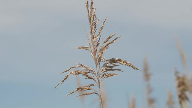 Bulrush on blue sky background. Reed waving and swaying in the field on a sunny day. Close-up.