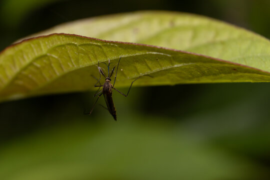 Macro Of Culex Quinquefasciatus Mosquito Or Southern House Mosquito Holding A Leaf With Copy Space For Texts Writing