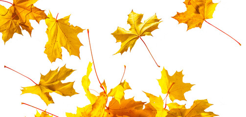 Multicolored leaves. Colorful autumn leaves collection isolated on white background