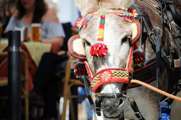 Burros de Mijas. Son un símbolo de esta ciudad de la provincia de Málaga (España) y llevan a los turistas que visitan la ciudad 