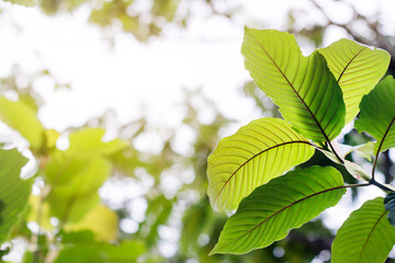 Fototapeta na wymiar Mitragyna speciosa (Kratom leaves) Thai herbal which encourage health.