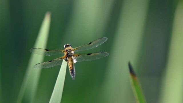 Four-spotted chaser (Libellula quadrimaculata) resting on a reeds swaying in the strong wind. Shallow depth of field, colorful green background.