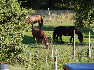 horses in a field