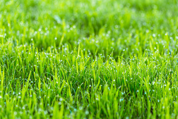 Beauty backgrounds with foliage, green grass, dew drops and bokeh