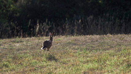 laufender Hase