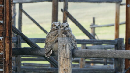 Great Horned Owl