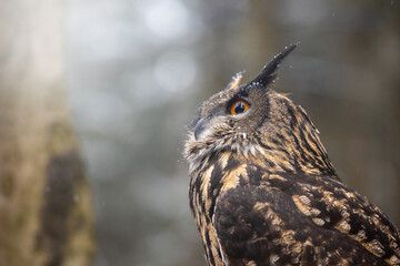Side view portrait of Brown Owl closeup. There is enough space in the photo for your use.