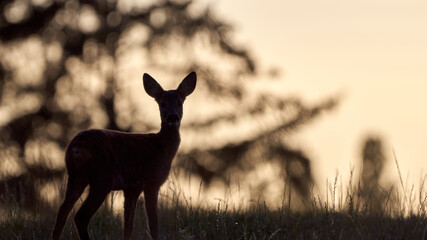 Reh in Dämmerung © Sebastian