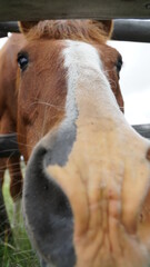 horse up close