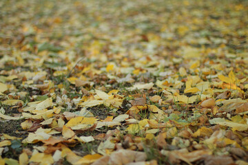 The ground is covered with a carpet of autumn fallen leaves. Natural colors. Blurred background.