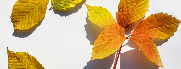 Multicolored leaves. Colorful autumn leaves collection isolated on white background