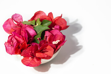 flower arrangement with bougainvilleas isolated on white © GC Fotoestudio
