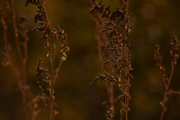 naturaleza en extinción.