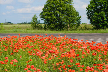 Poppy field near the road. Ukrainian rural landscape.