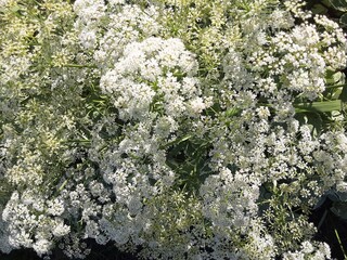 flowers of a tree