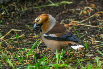 Hawfinch (lat.Coccothraustes coccothraustes) - a species of bird from the family finch. Hawfinch sits on the ground among the green grass and eats the found food.