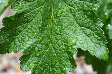 Close up of green leaf on plant with water droplets