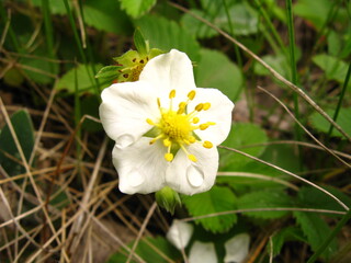 white and yellow flower