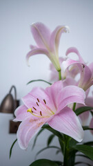 Oriental Pink Lily on white background