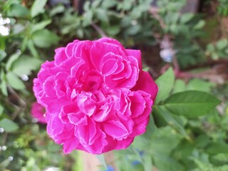 pink rose bush