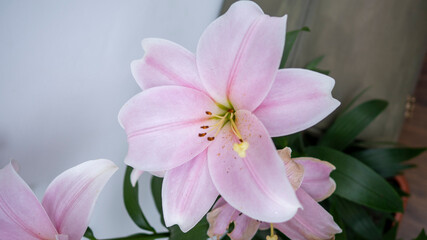 Obraz premium Oriental Pink Lily on white background