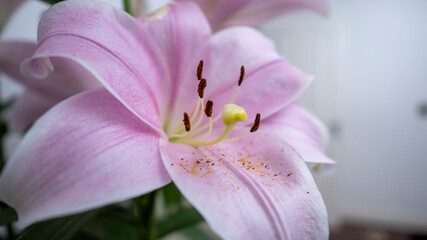 Fototapeta na wymiar Oriental Pink Lily on white background