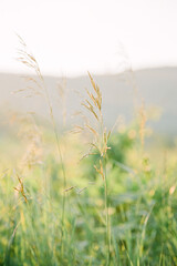Wild grass in the setting sun