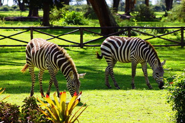 Zebras on a green meadow eating grass