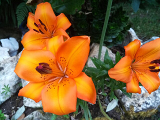 Orange Tiger Lilies