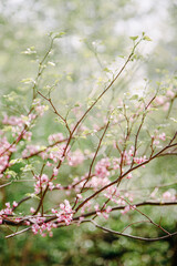 A close up of redbud tree in bloom