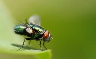 fly on leaf