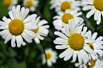 Obraz premium Beautiful closeup sunlit oxeye daisies or dog daisies from above in a garden