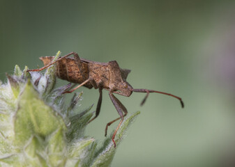 Coreus marginatus the dock bug insect that looks like made of wood in mimetic brown color perched on plants on unfocused green background