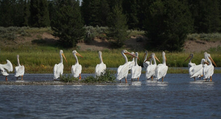 Group of pelicans 